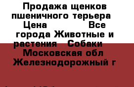 Продажа щенков пшеничного терьера › Цена ­ 30 000 - Все города Животные и растения » Собаки   . Московская обл.,Железнодорожный г.